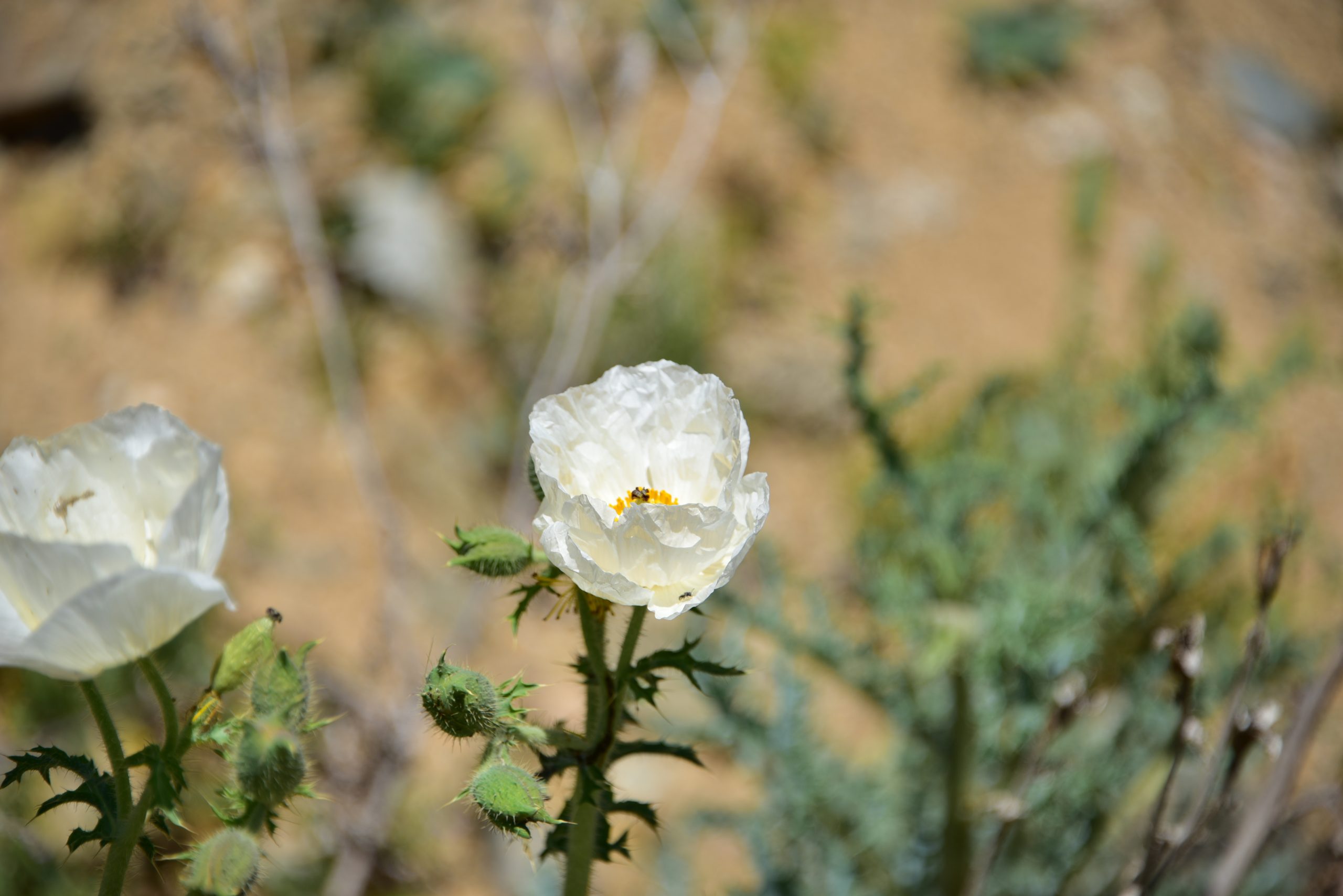 AAD_1603